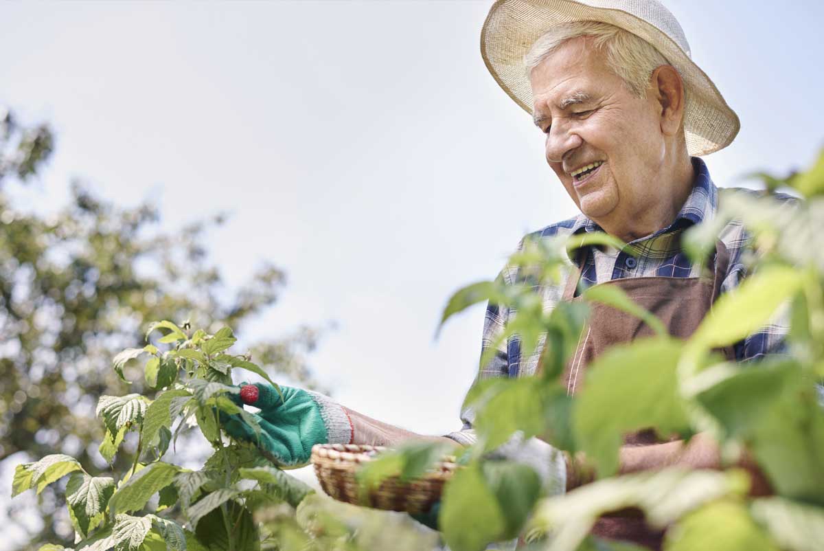 Un senior s'occupe en extérieur en faisant du jardinage